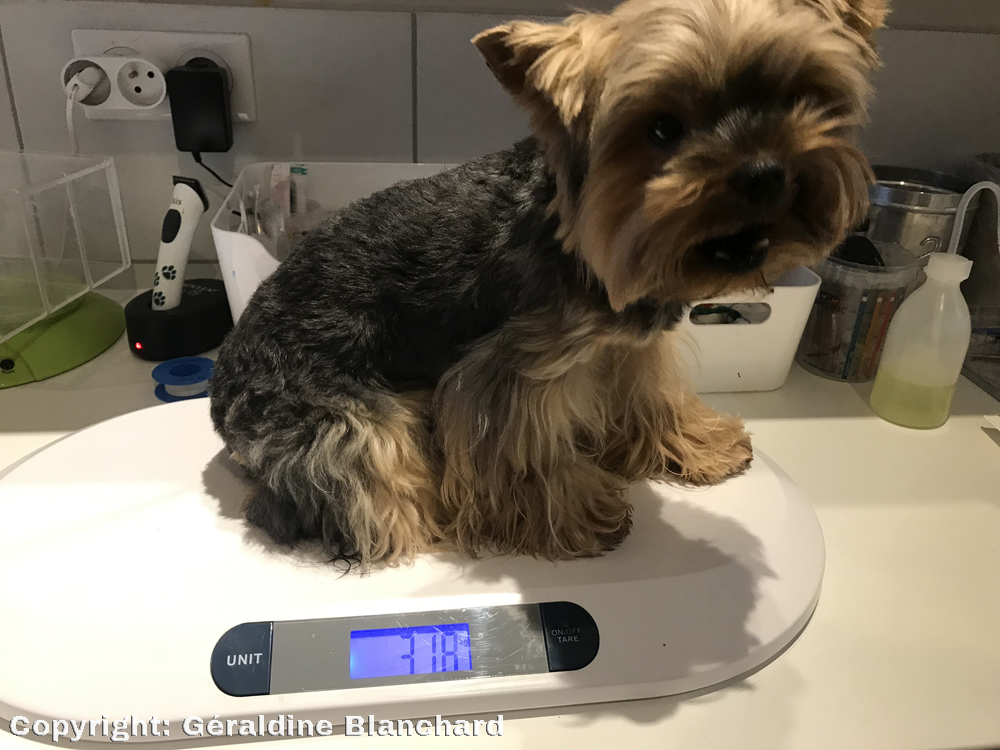 Pesée d'un petit chien